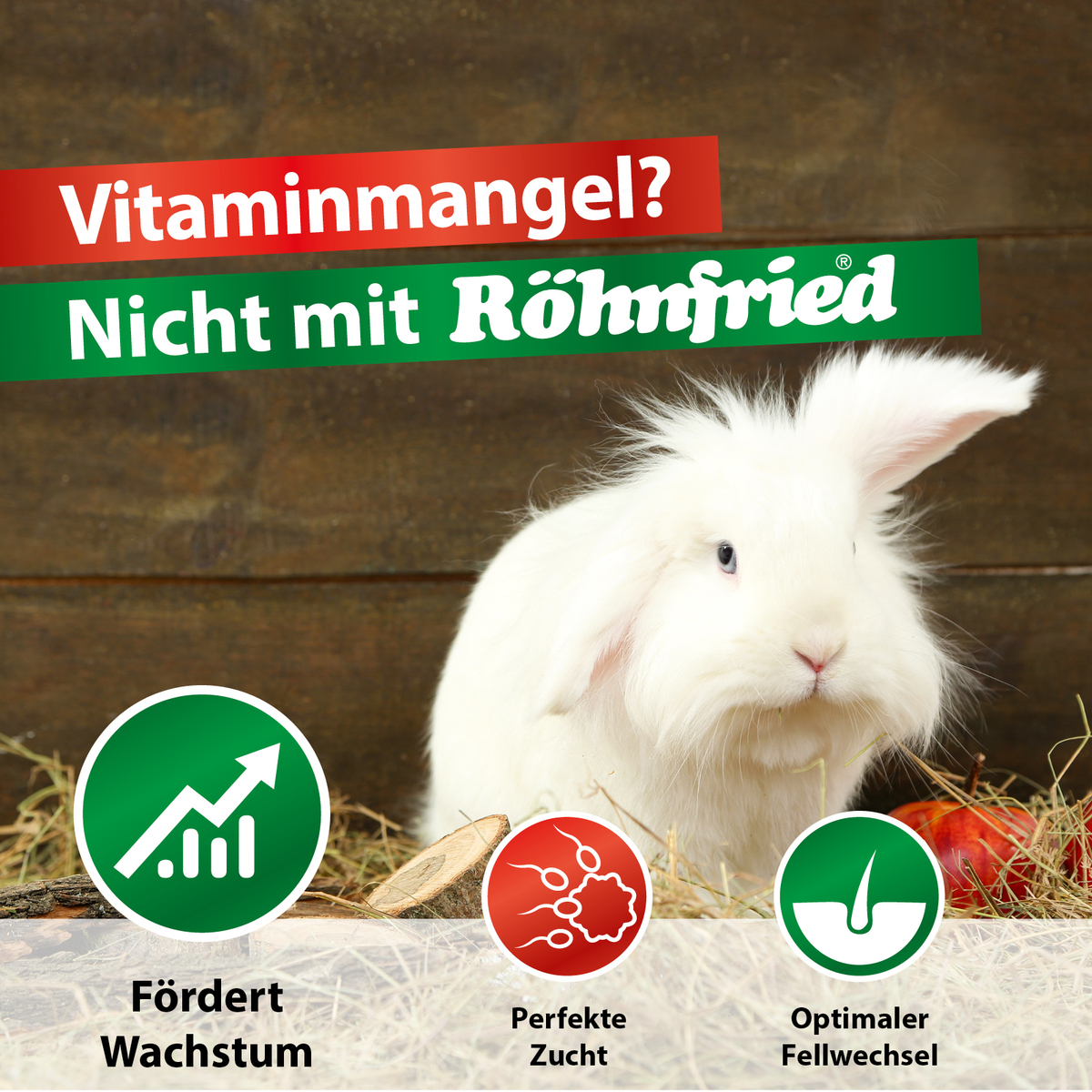 Kaninchen - Enterocolits - RHDV-2 - Vitaminmangel - Desinfektion Pro - Darmwohl - VitaKanin
