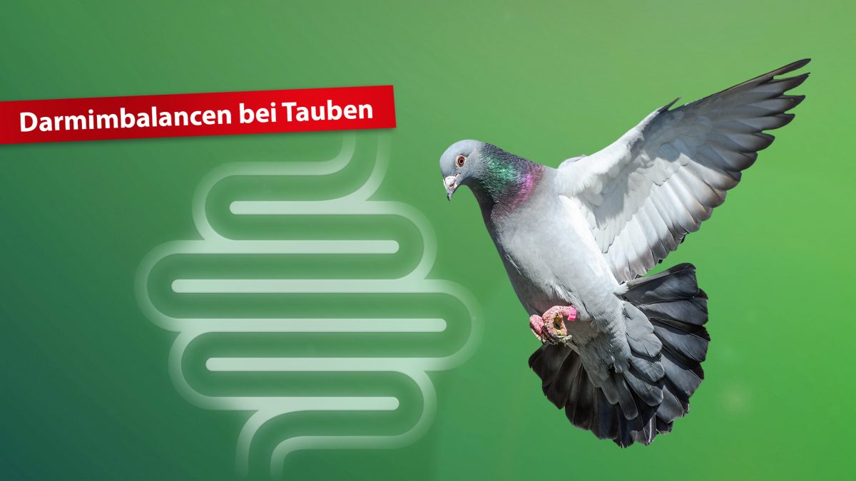 Darmgesundheit-Tauben-Röhnfried