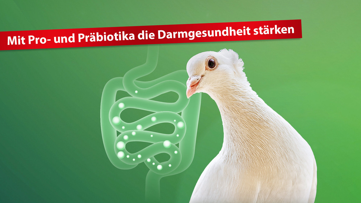 präbiotika-und-probiotika-bei-Tauben