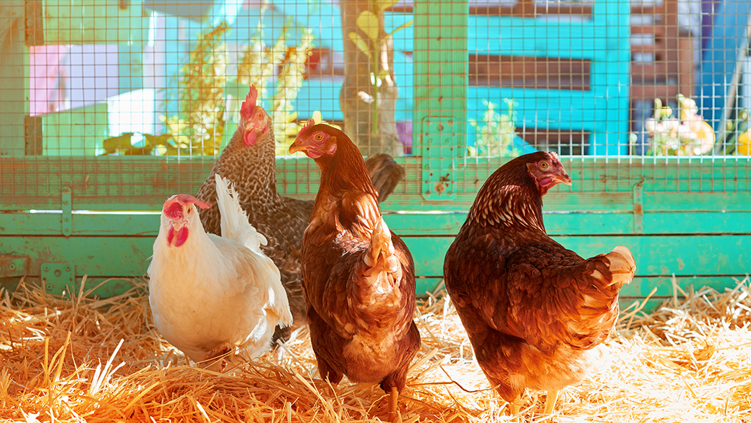Hühnerstall-richtig-desinfizieren