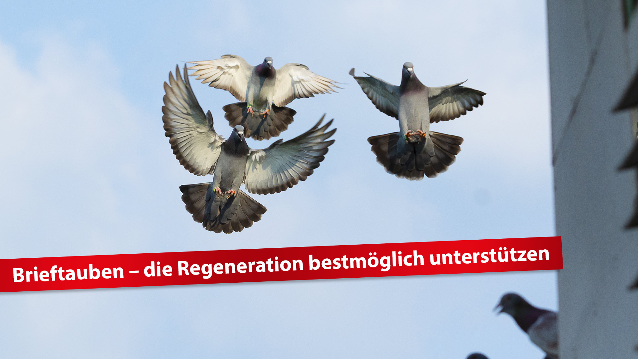 Brieftauben-Regeneration-unterstützen-Röhnfried