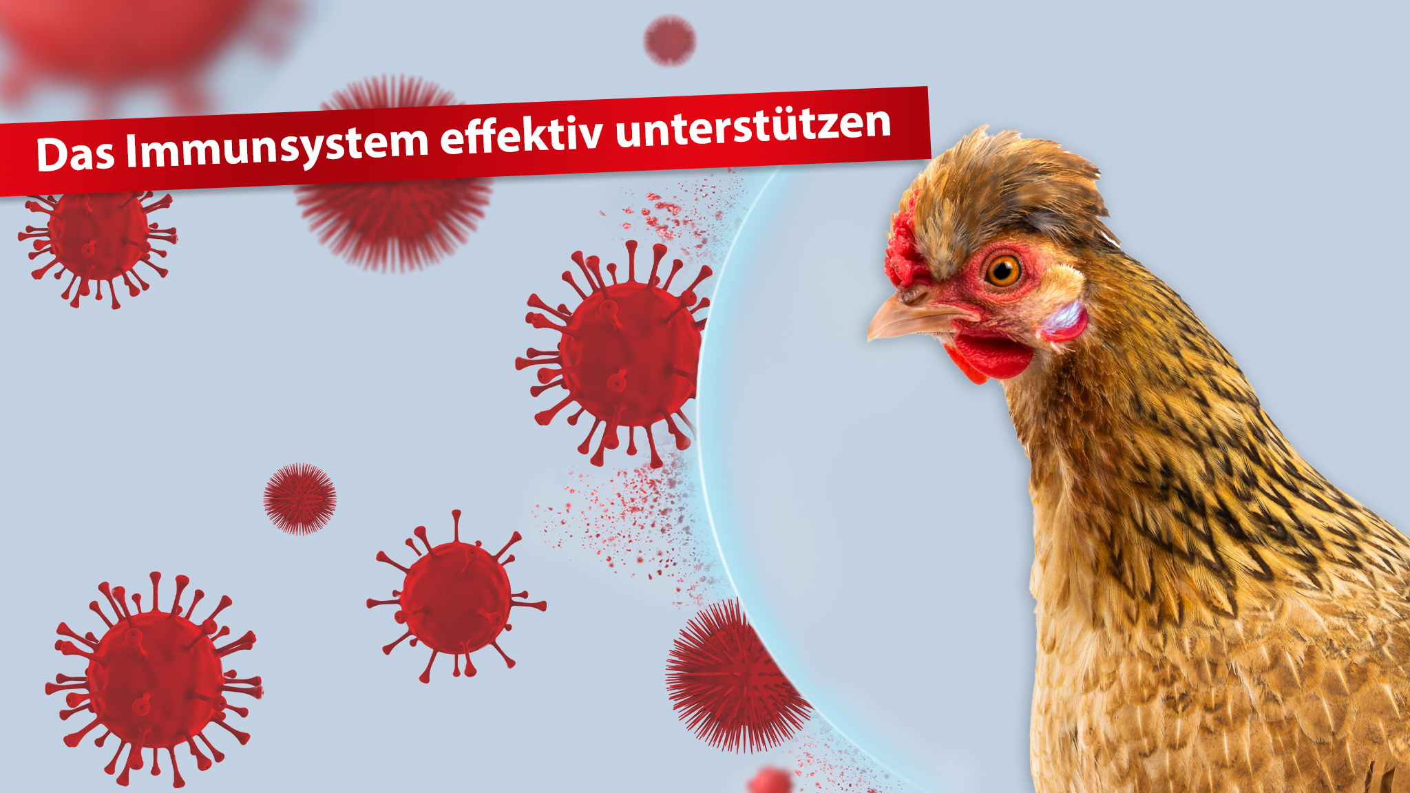 Das-Immunsystem-der-Hühner-stärken