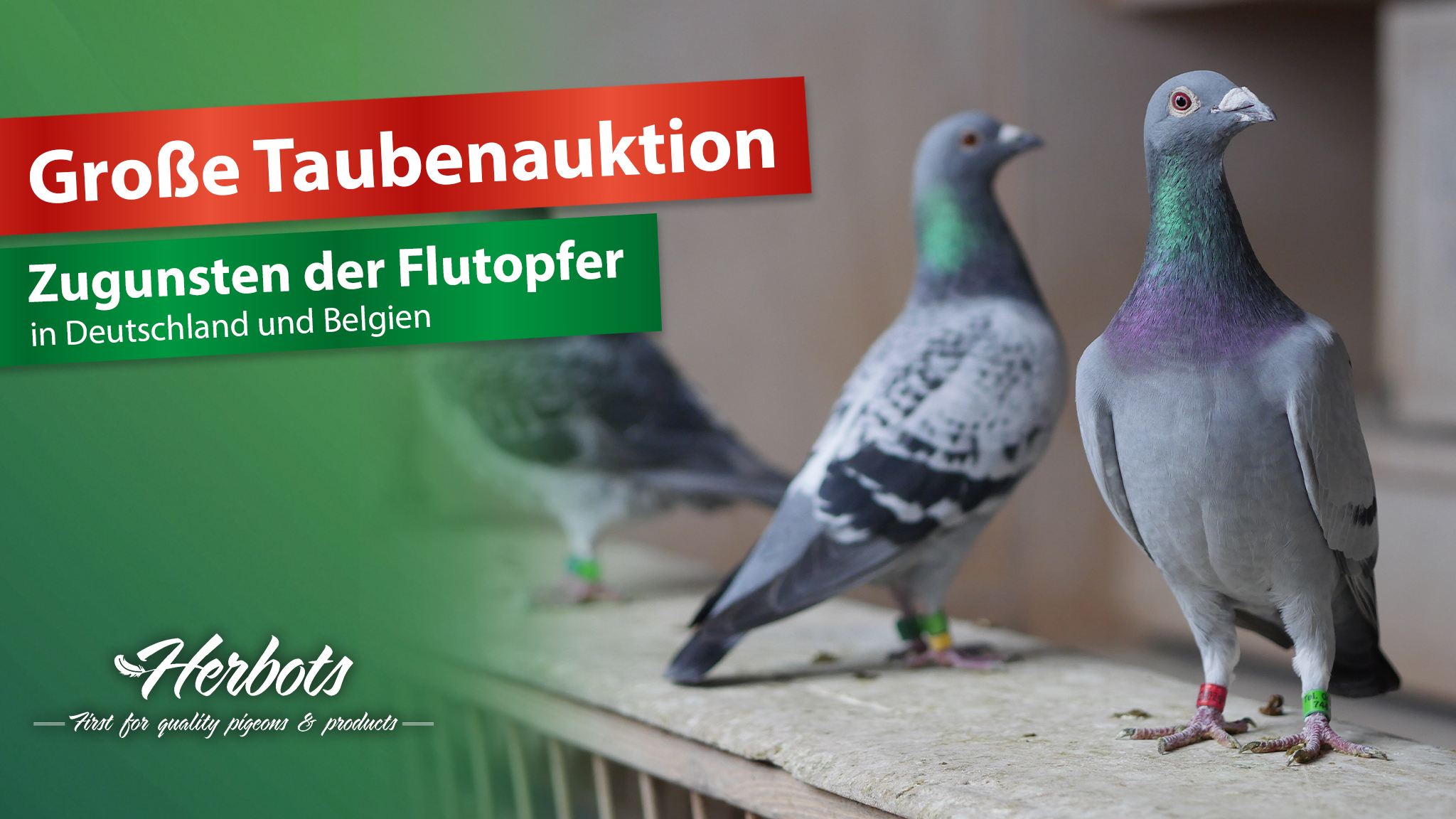 Tauben-Auktion-Röhnfried